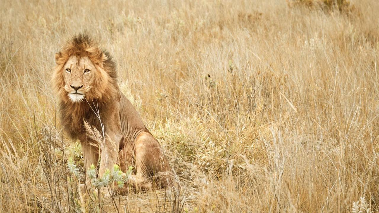 Nkomazi Game Reserve By Newmark Badplaas Eksteriør bilde