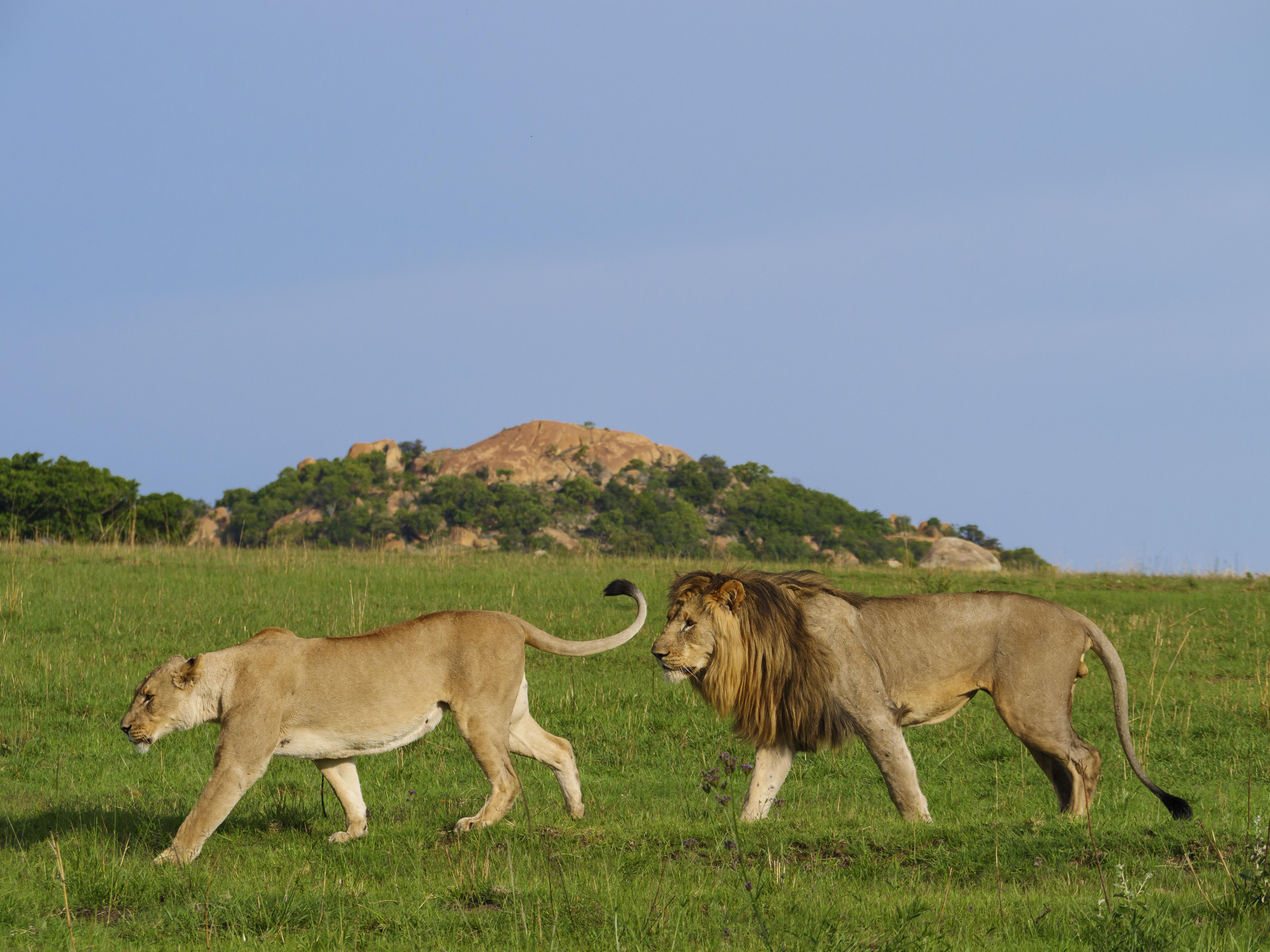 Nkomazi Game Reserve By Newmark Badplaas Eksteriør bilde