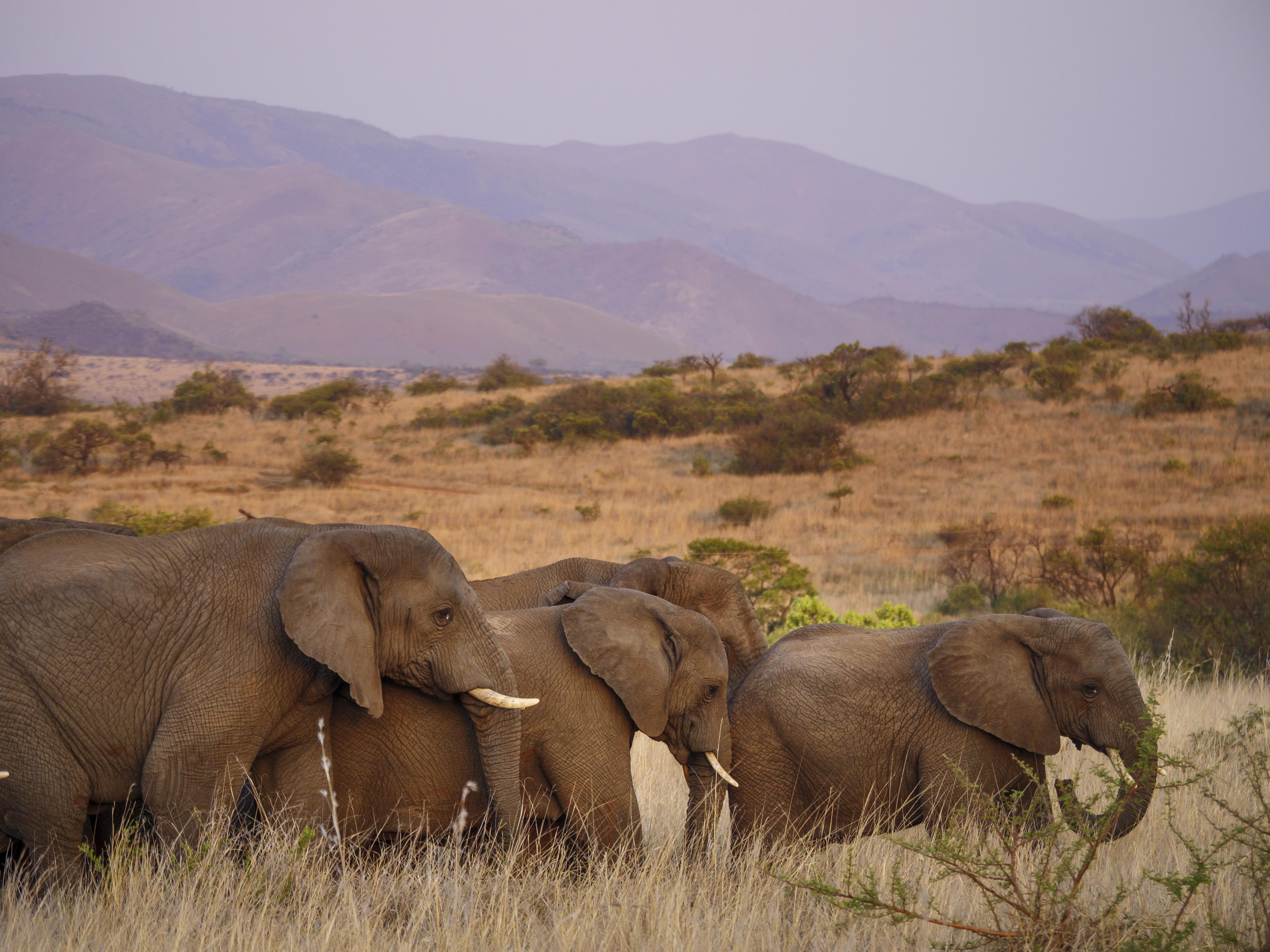 Nkomazi Game Reserve By Newmark Badplaas Eksteriør bilde