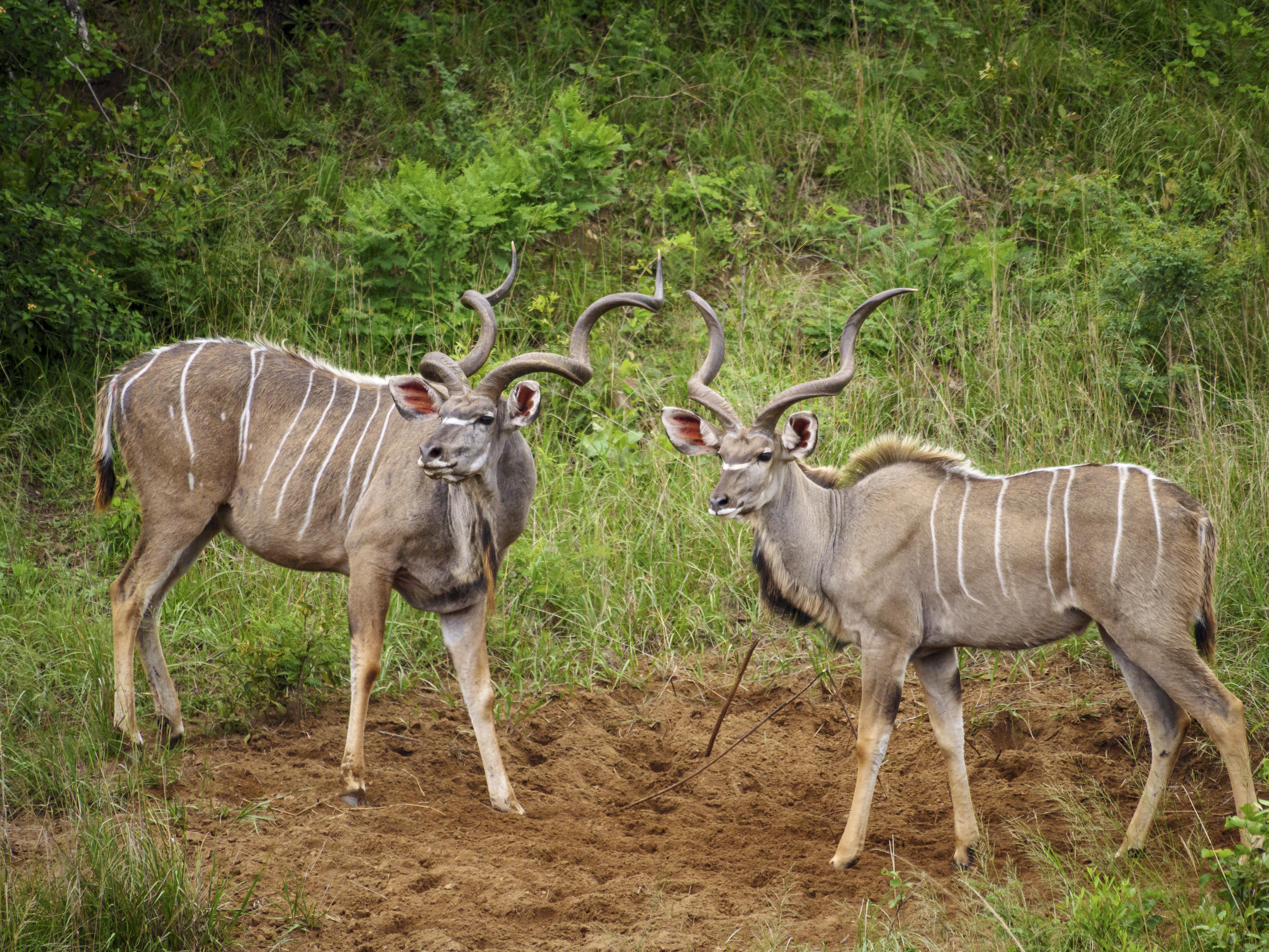 Nkomazi Game Reserve By Newmark Badplaas Eksteriør bilde